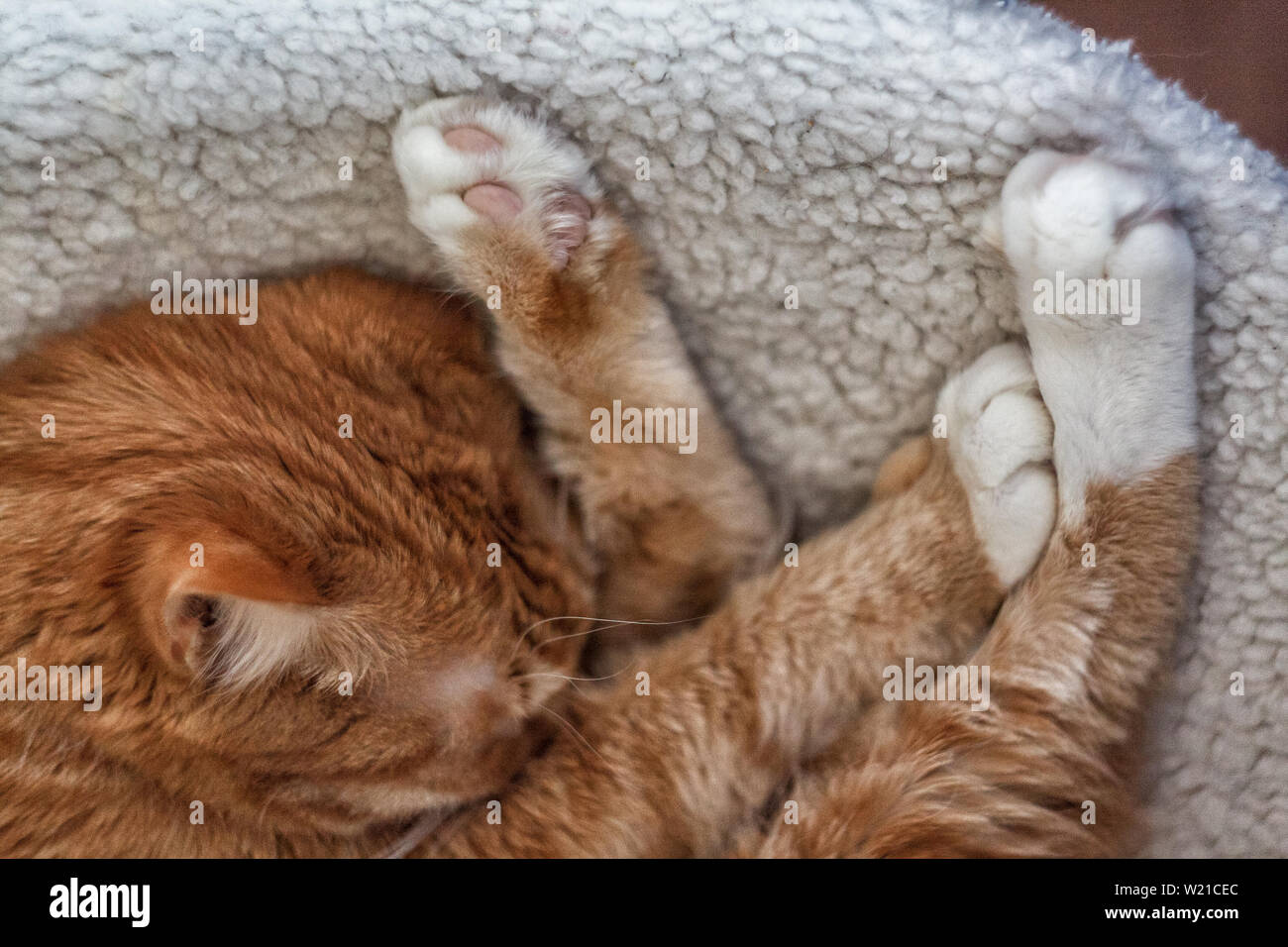 Beau chat roux dormir, close-up. Un sommeil sain. concept et la vie. Banque D'Images