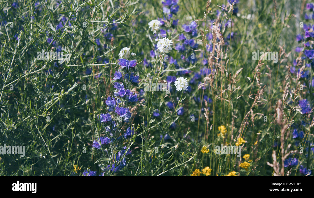 Summer meadow background. Les plantes d'été. Focus sélectif. Banque D'Images