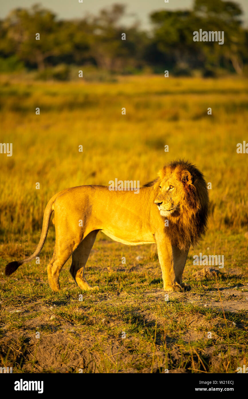 Tôt le matin dans la crinière d'un lion soleil en Chitabe, Okavango Delta, Botswana Banque D'Images