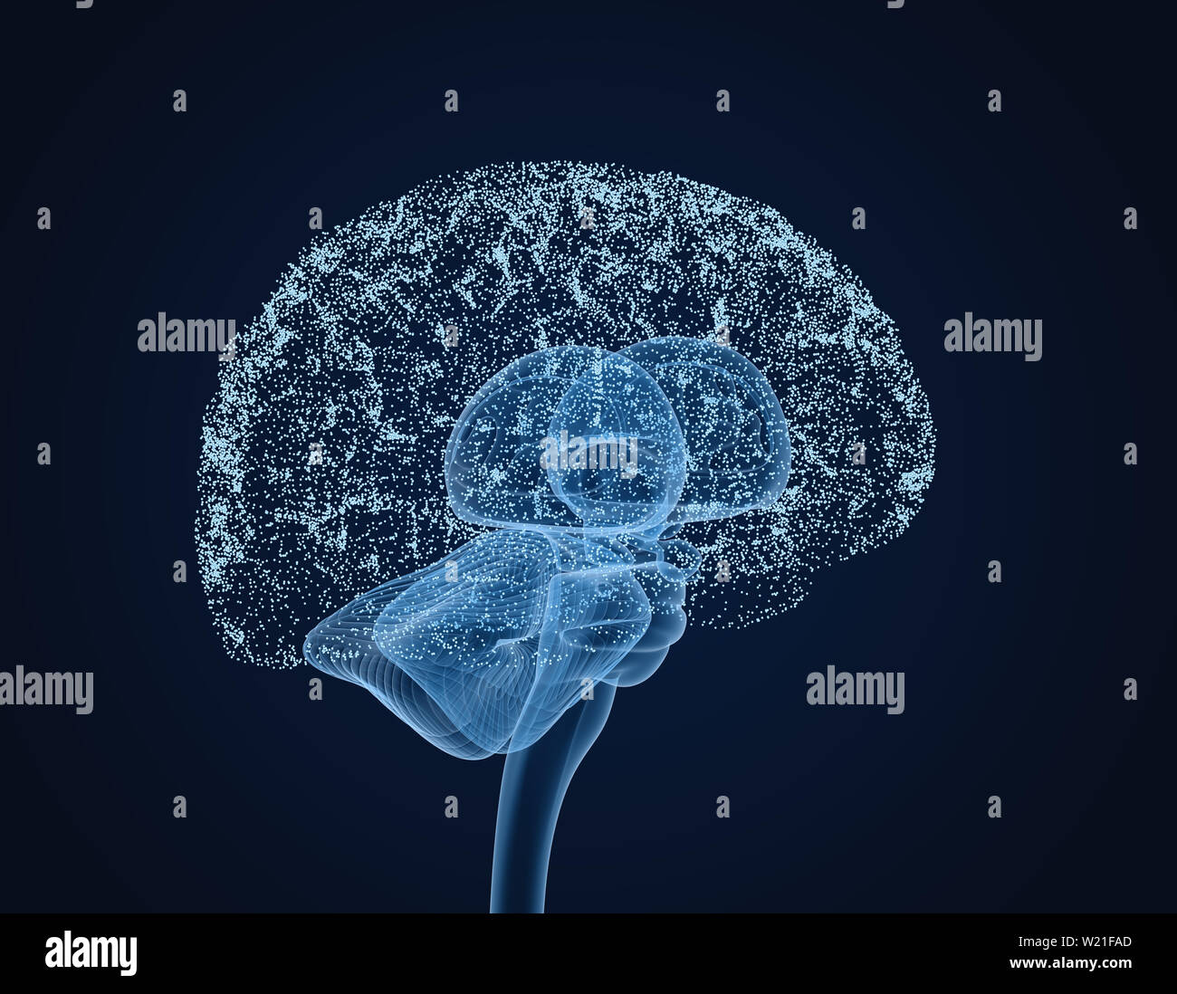 Cerveau humain X-ray , numérisation 3D illustration précise du point de vue médical Banque D'Images