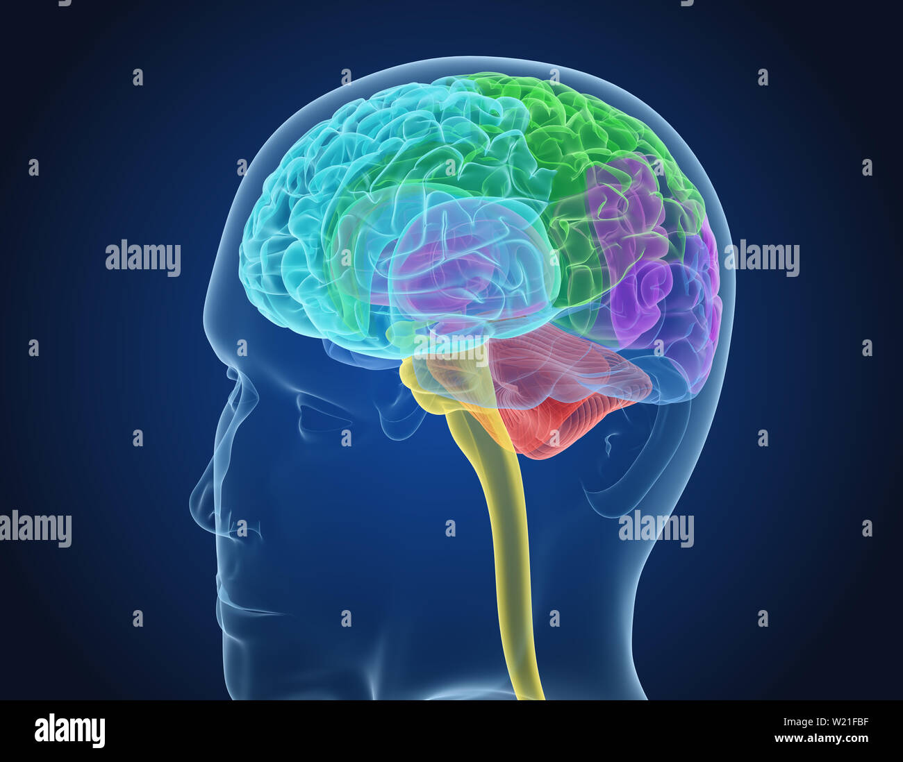 Cerveau humain X-ray , numérisation 3D illustration précise du point de vue médical Banque D'Images