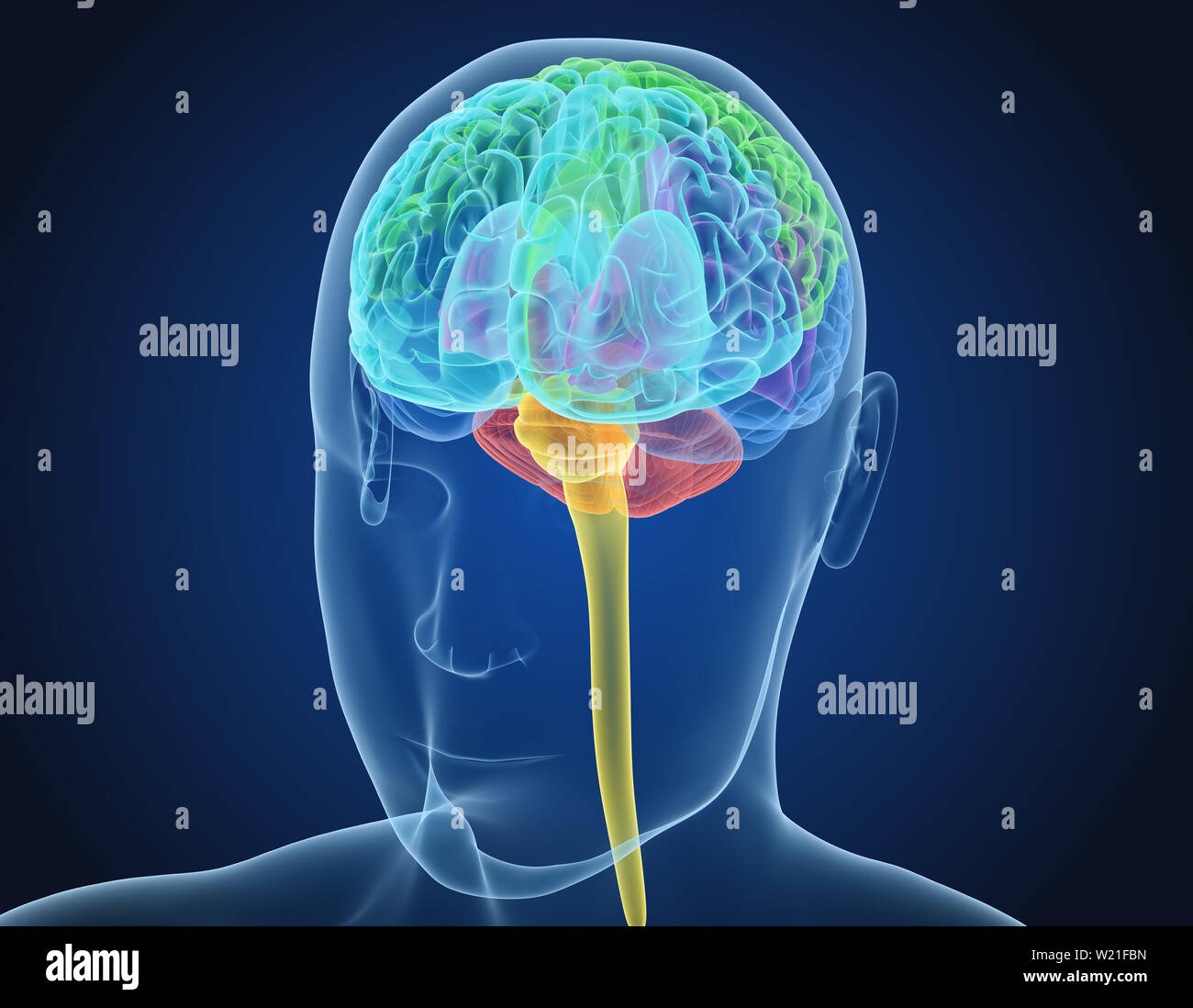 Cerveau humain X-ray , numérisation 3D illustration précise du point de vue médical Banque D'Images