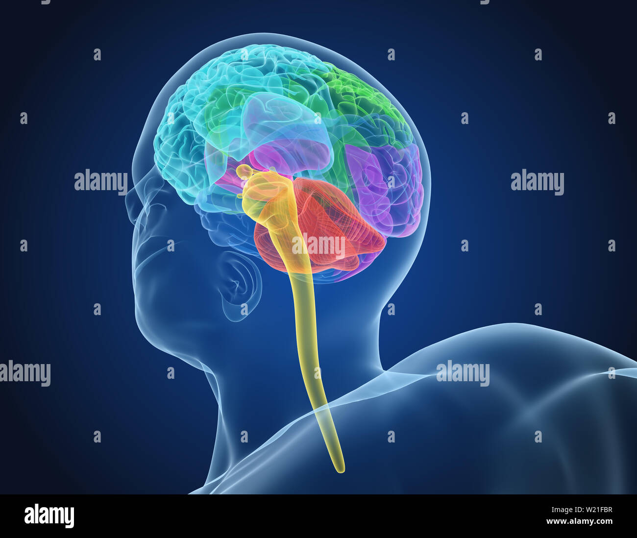 Cerveau humain X-ray , numérisation 3D illustration précise du point de vue médical Banque D'Images