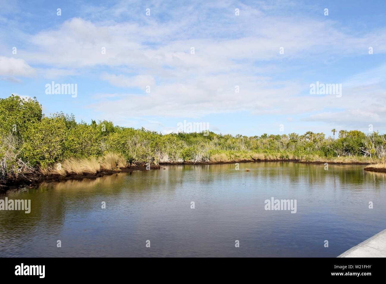 Les mangroves à l'Everglades. Banque D'Images