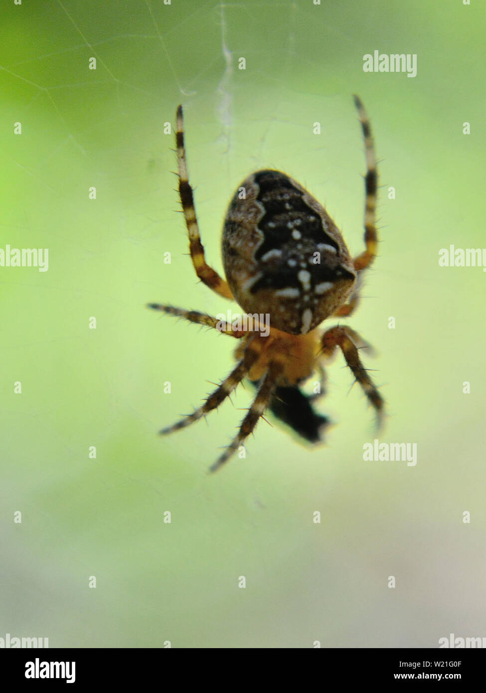 Jardin de l'araignée, cross-orb weaver spider Araneus diadematus, Banque D'Images