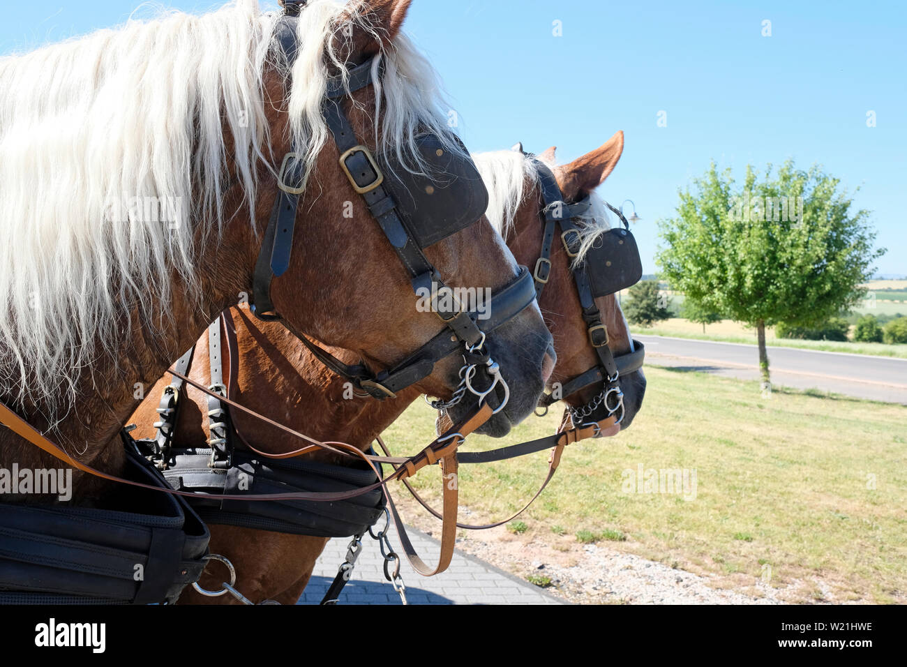 Deux chevaux avec des œillères debout dans le soleil près d'une route Banque D'Images