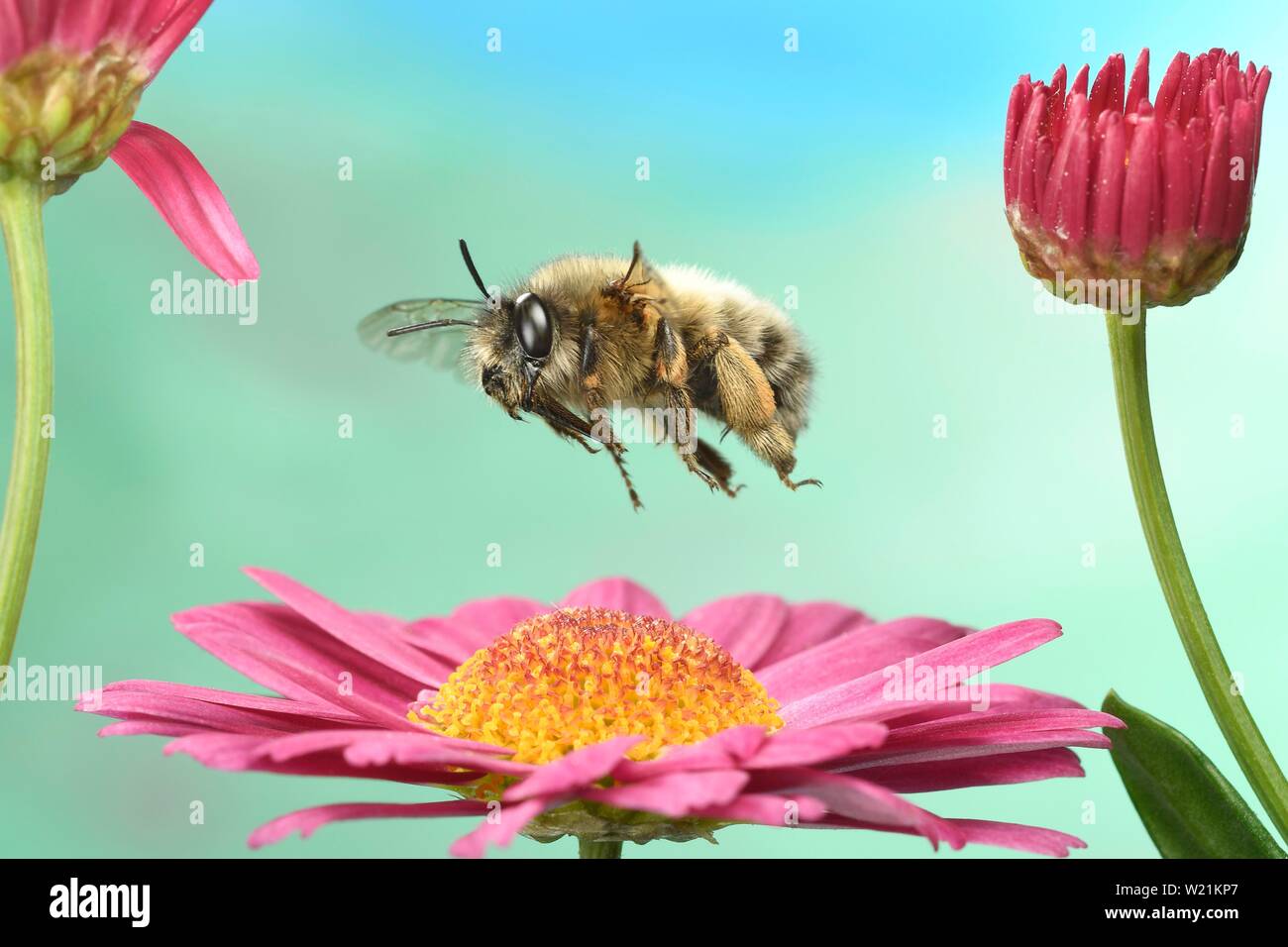 Hairy-Footed (Anthophora plumipes abeille fleur) en vol sur une marguerite (Leucanthemum), Allemagne Banque D'Images