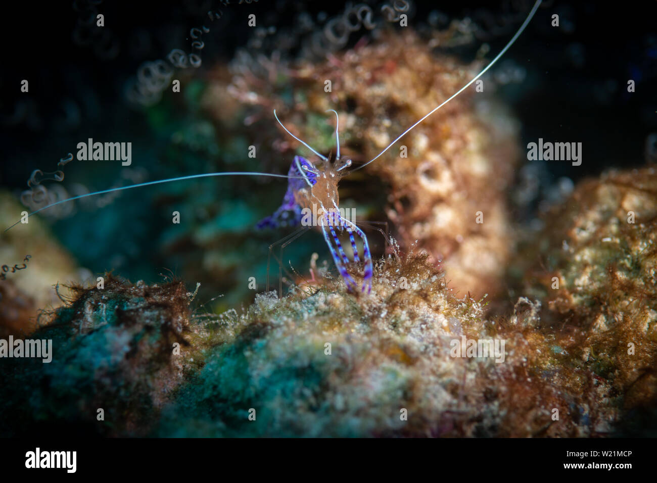 Les couleurs et motifs bleu brillant d'un nettoyant Pedersen la crevette sur le Bari Reef Dive site, Bonaire, Antilles néerlandaises Banque D'Images