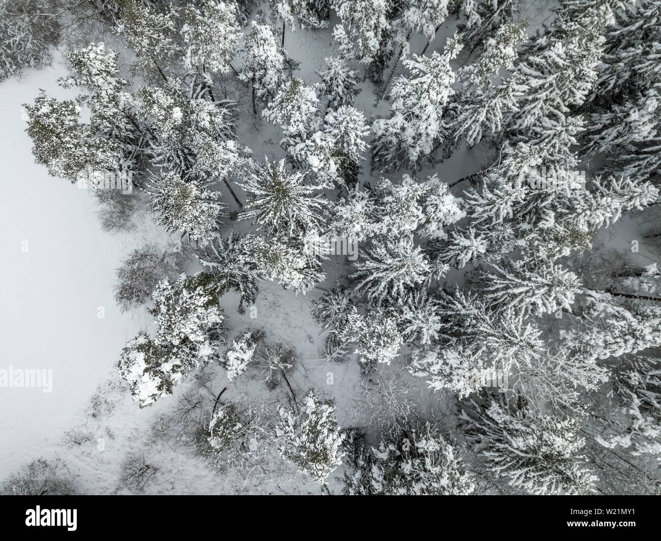 Forêt de sapins couverts de neige d'au-dessus, bird's eye view, Bavière, Allemagne Banque D'Images