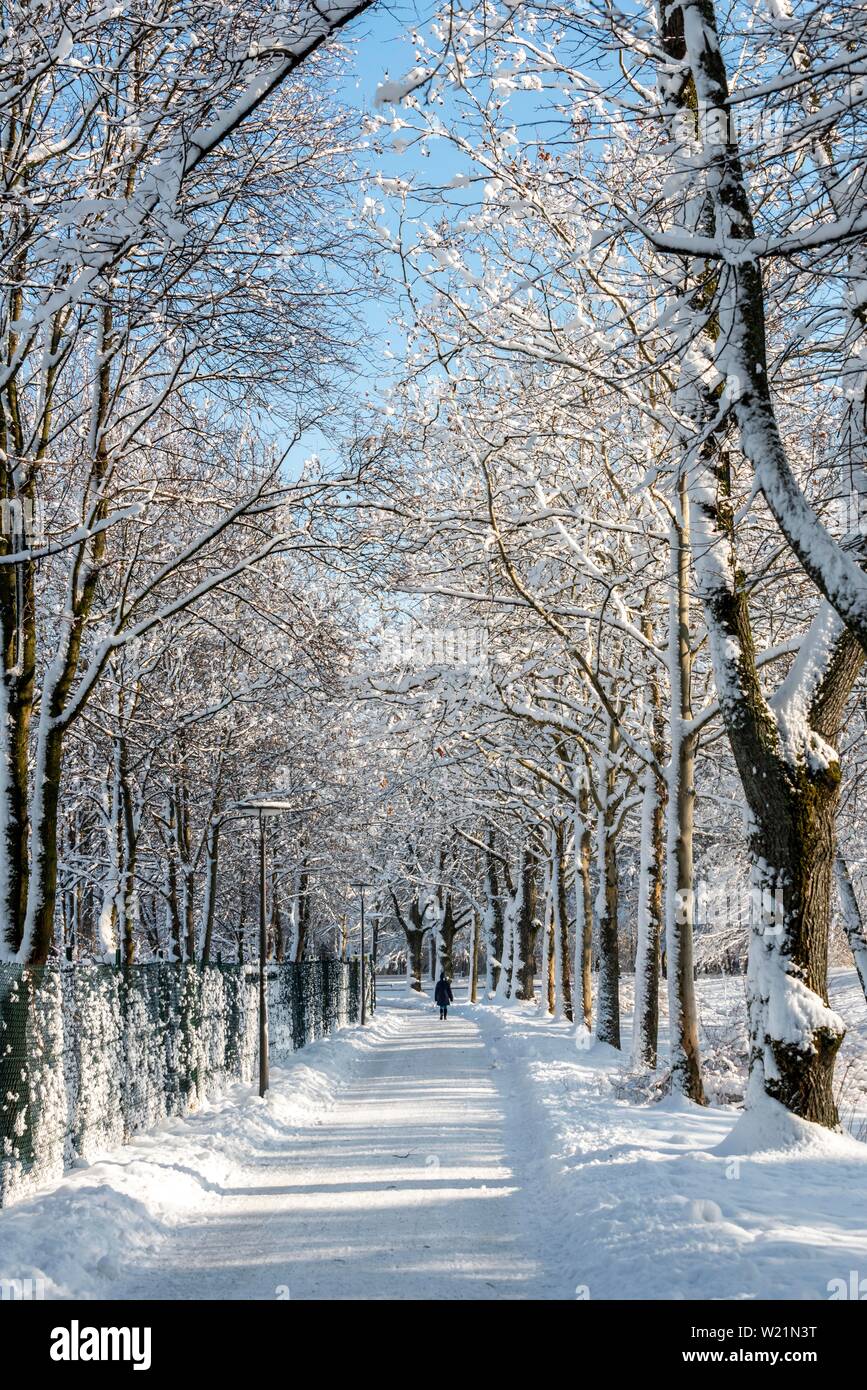 Chemin de marche des piétons, dans un parc à travers les arbres enneigés, Harlaching, Munich, Bavière, Allemagne Banque D'Images