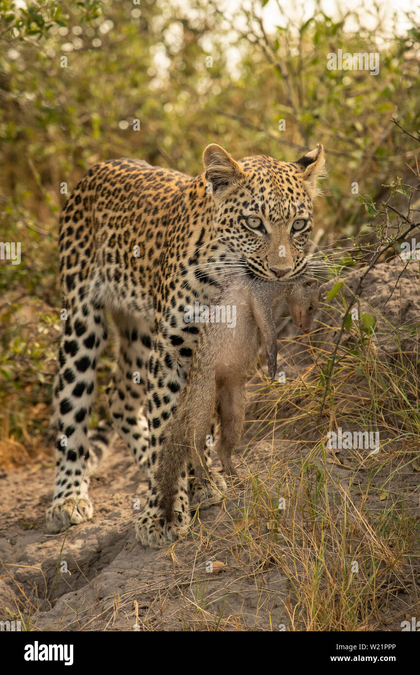 Jeune femme leopard la chasse et la capture d'un bagué mongoose Mungos mungo dans Botswana Mombo Banque D'Images