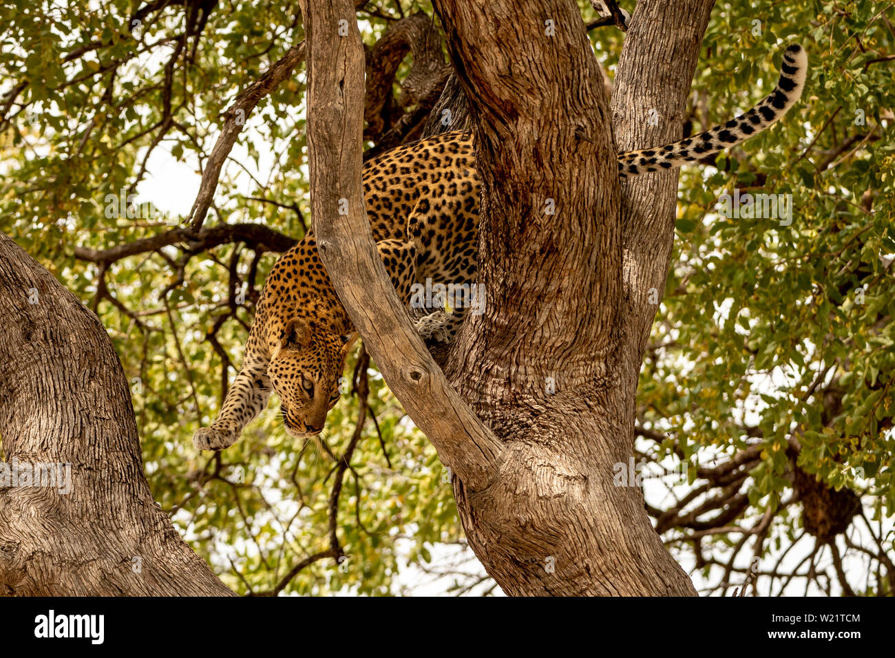 Homme leopard dans arbre dans Mombo Delta de l'Okavango au Botswana Banque D'Images