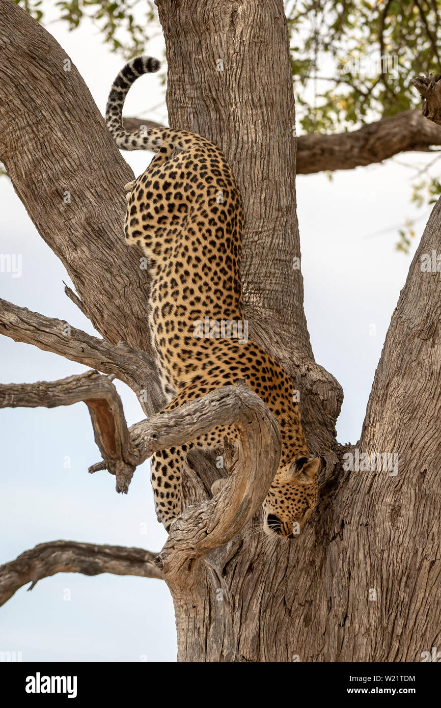 Homme leopard dans arbre dans Mombo Delta de l'Okavango au Botswana Banque D'Images