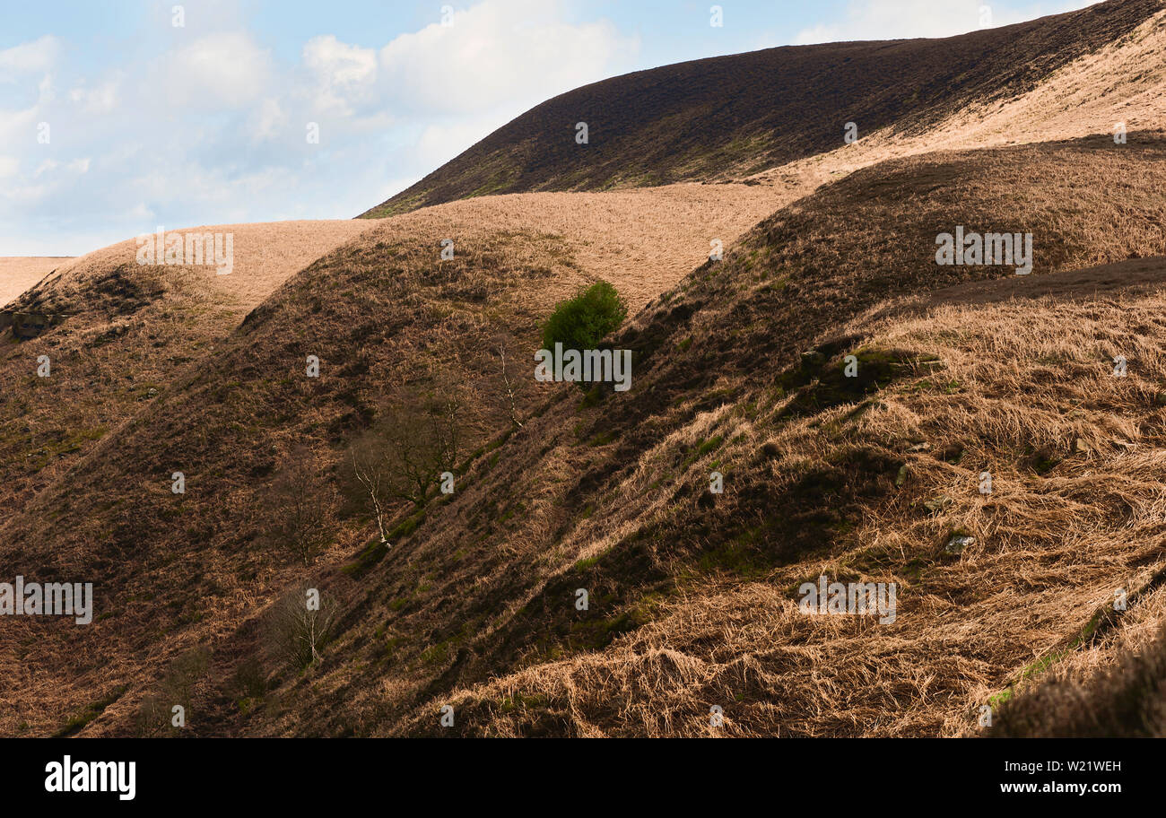 Vue sur les collines et la vallée avec des arbres et Heather sous ciel bleu en été, Goathland, Yorkshire, UK. Banque D'Images