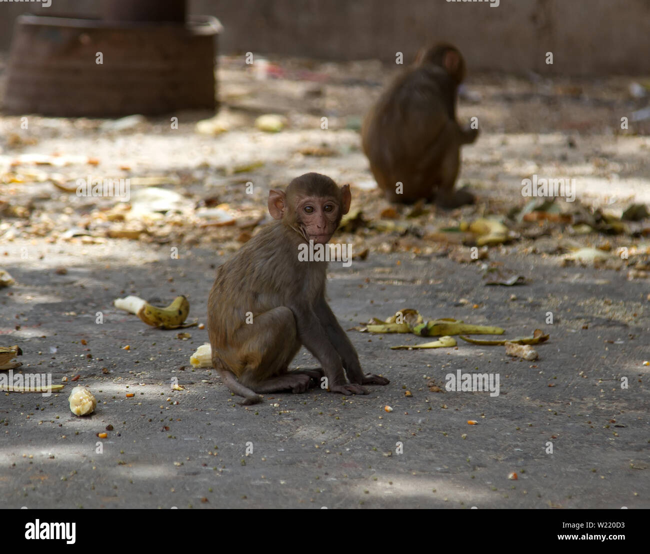 Les singes rhesus vengeance indienne sacrée et l'utilisation de l'état d'alimentation dans les sanctuaires, en fait - parasitent des Banque D'Images