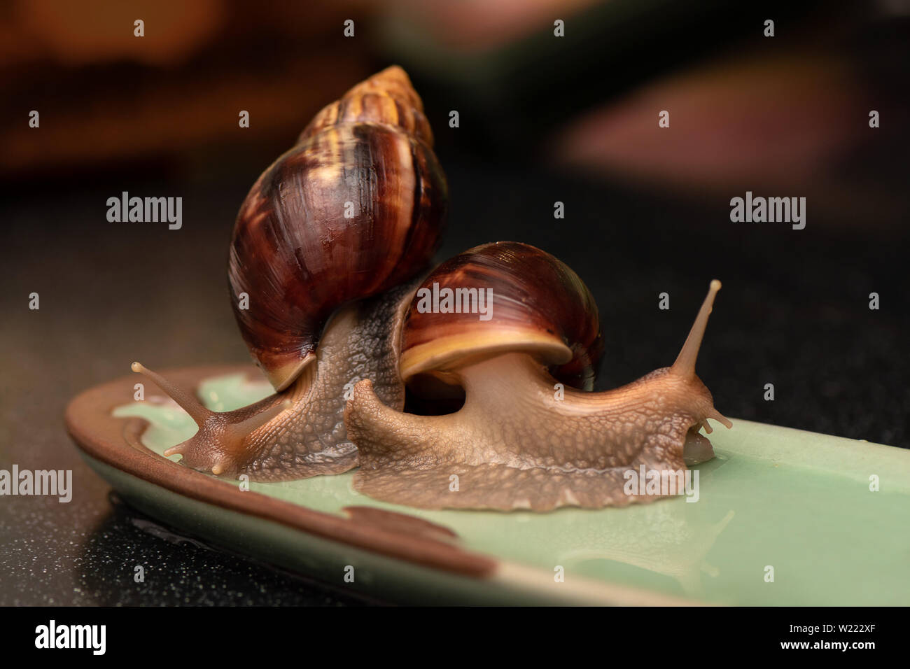 Gros escargots Achatina sur fond sombre Banque D'Images