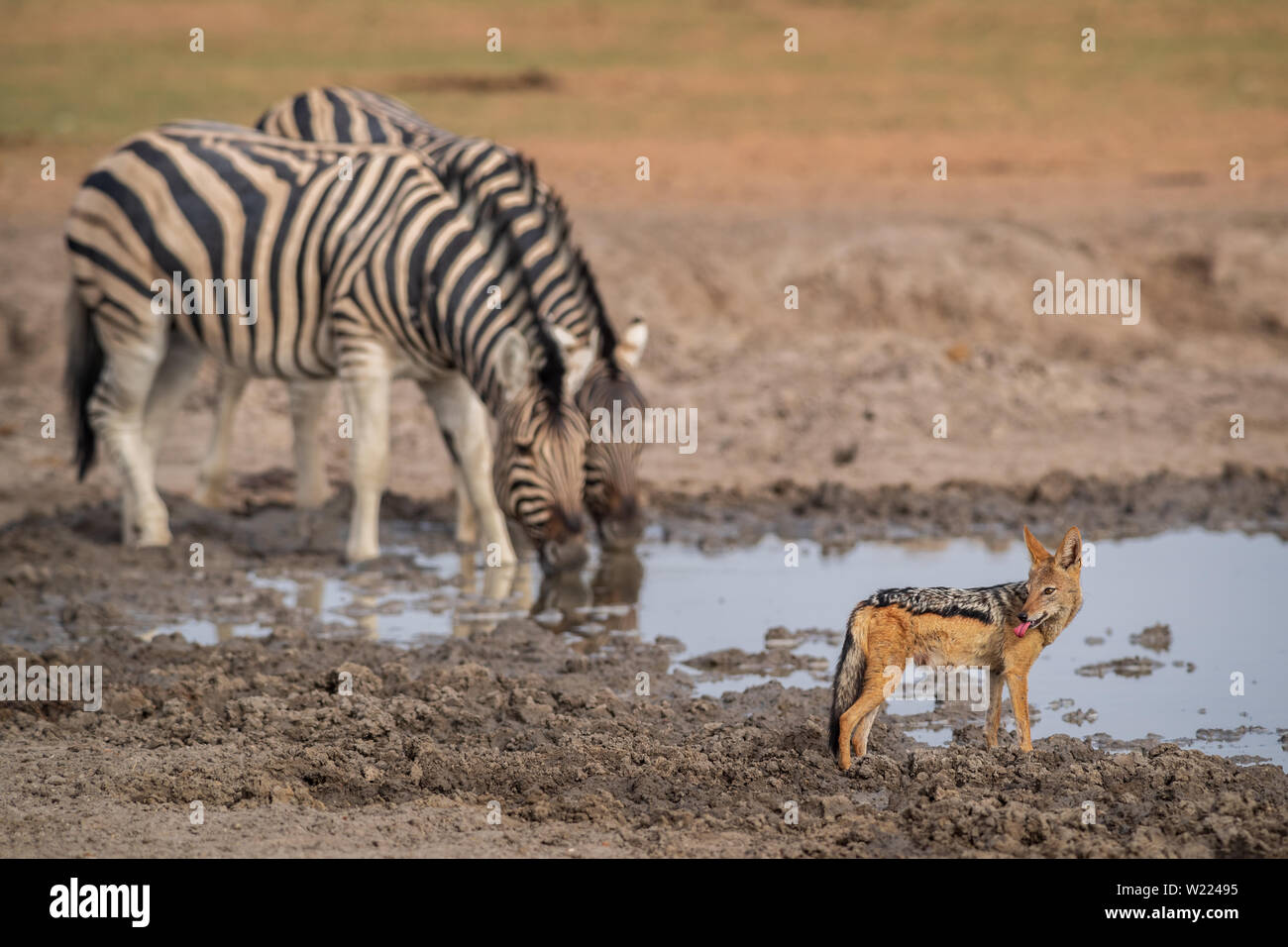Le Chacal à dos noir - Canis mesomelas, belle africaine les carnivores d'arbustes, les déserts et les prairies, Etosha National Park, Namibie Banque D'Images