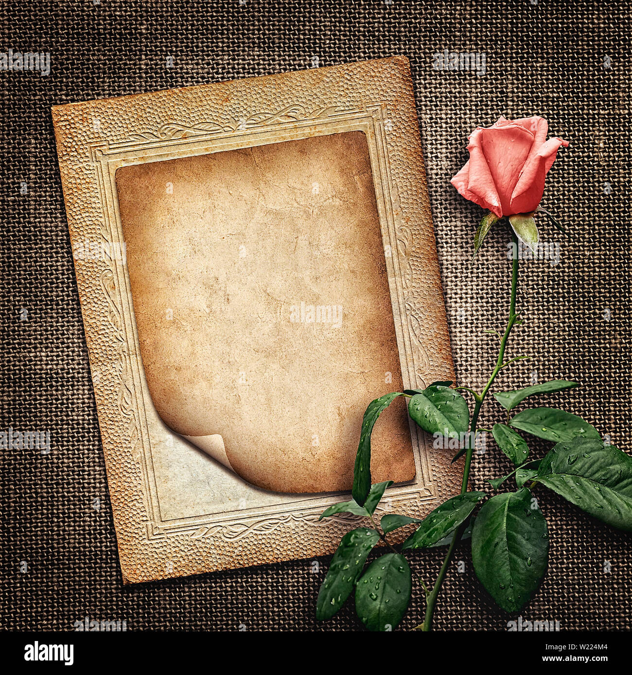 Pour Carte d'invitation ou félicitation avec rose rose en style vintage Banque D'Images