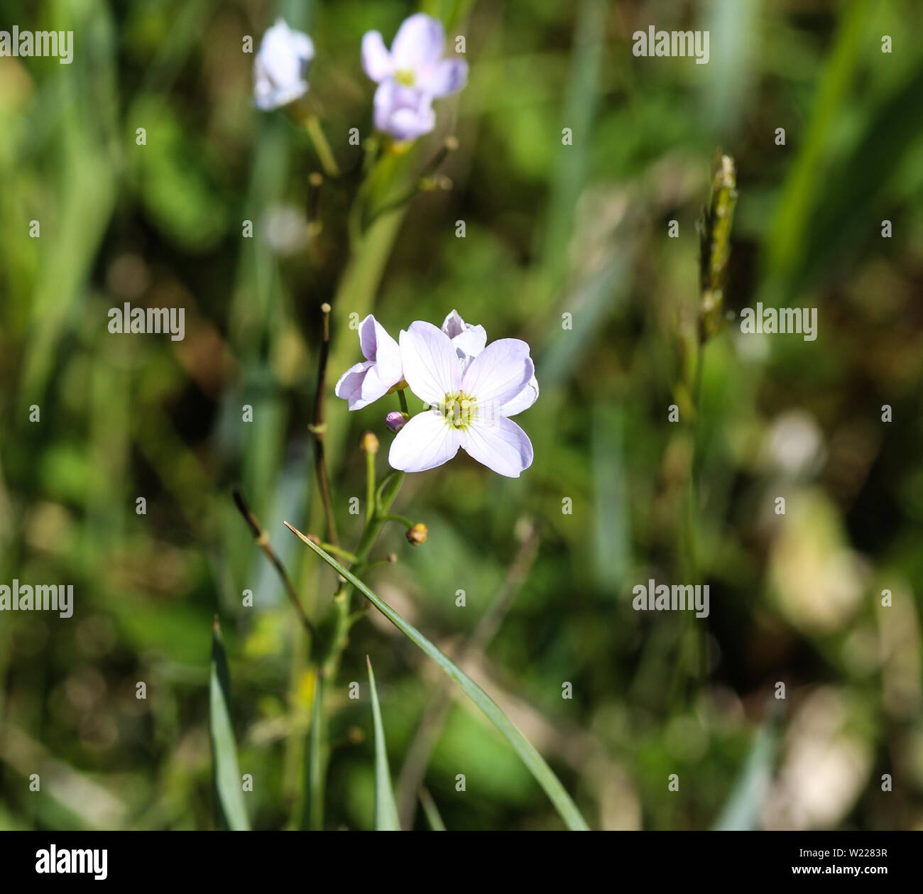 A proximité de grandes cresson amer (Cardamine amara) qui fleurit au printemps Banque D'Images