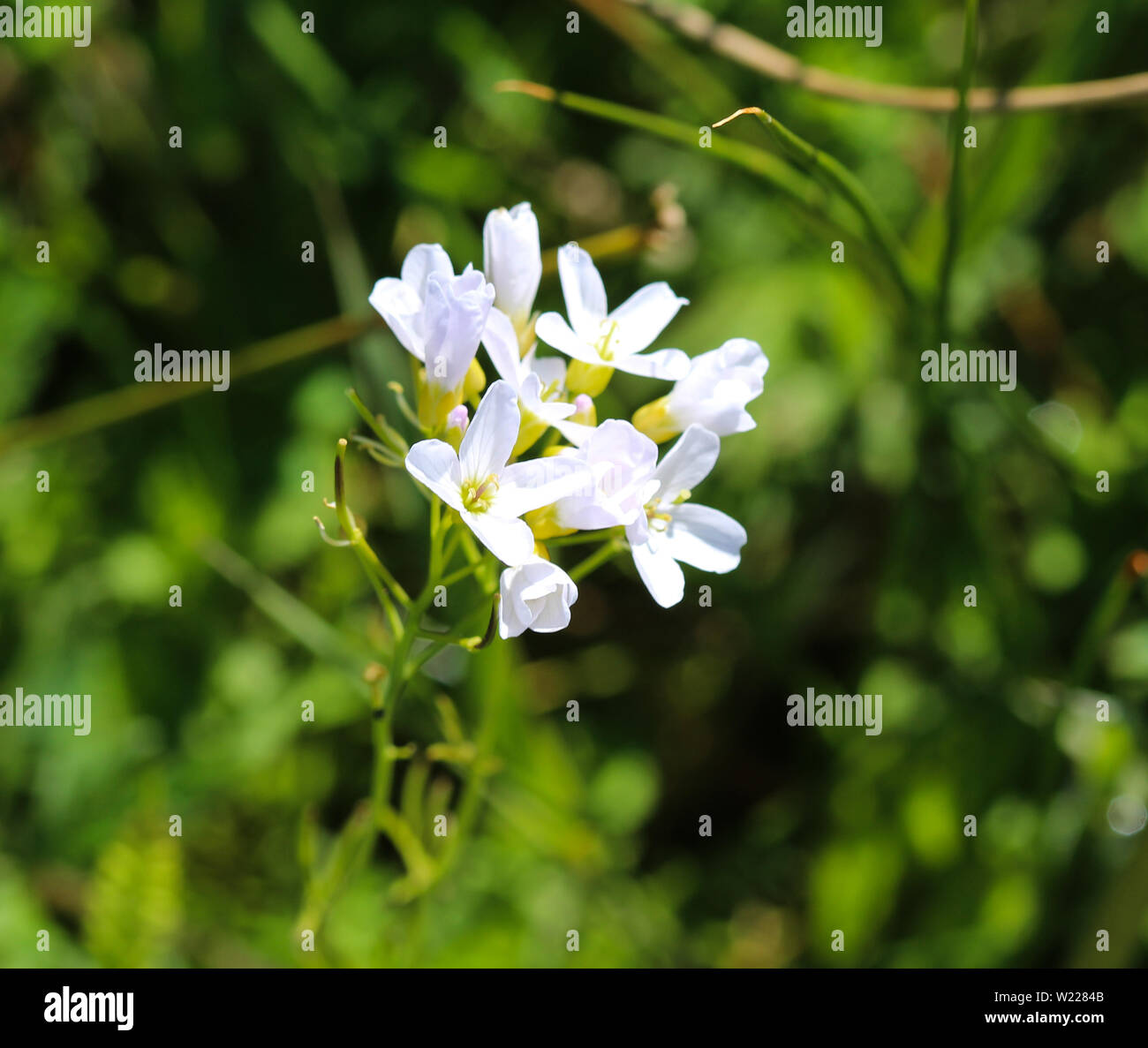 A proximité de grandes cresson amer (Cardamine amara) qui fleurit au printemps Banque D'Images