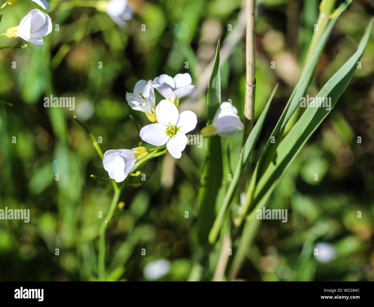 A proximité de grandes cresson amer (Cardamine amara) qui fleurit au printemps Banque D'Images