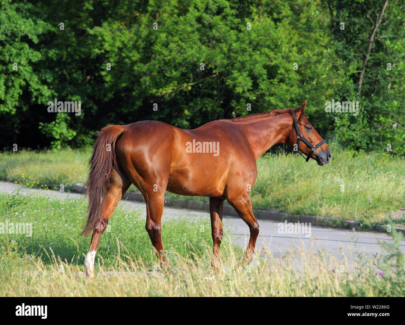 Portrait cheval dressage sportive dans l'air extérieur Banque D'Images