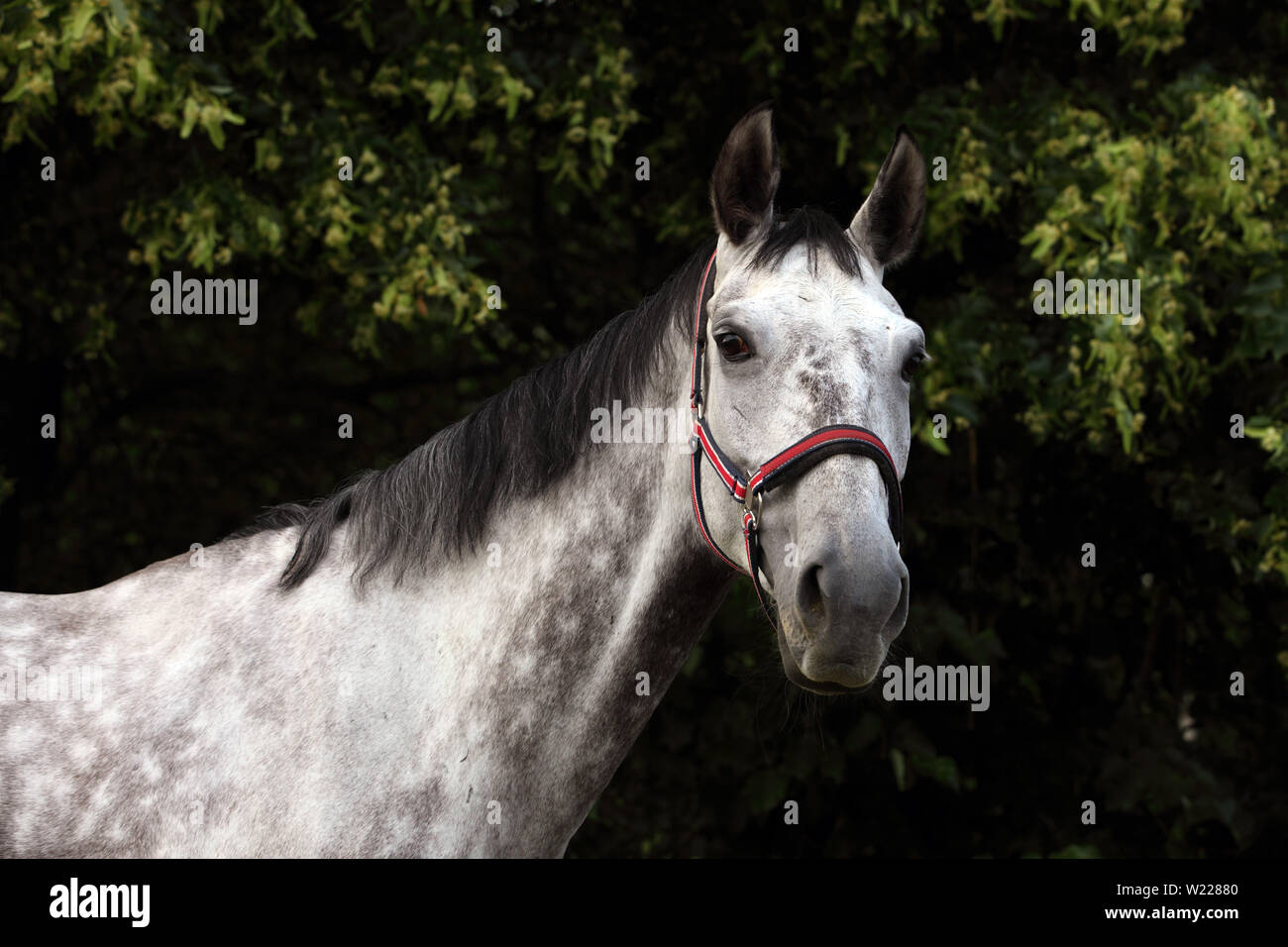 Cheval Espagnol pur ou pré,gris pommelé mare portrait sur un fond sombre Banque D'Images