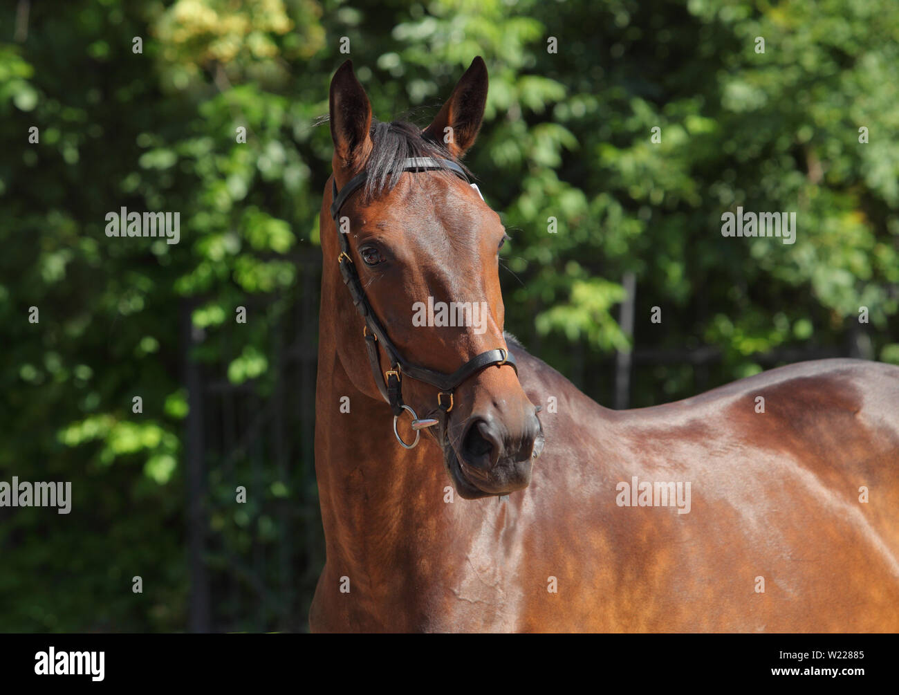 Portrait cheval dressage sportive dans l'air extérieur Banque D'Images