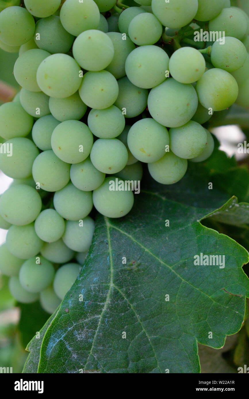 Grappe de raisins encore verts avec des lames. Close-up shot. La couleur verte. Banque D'Images