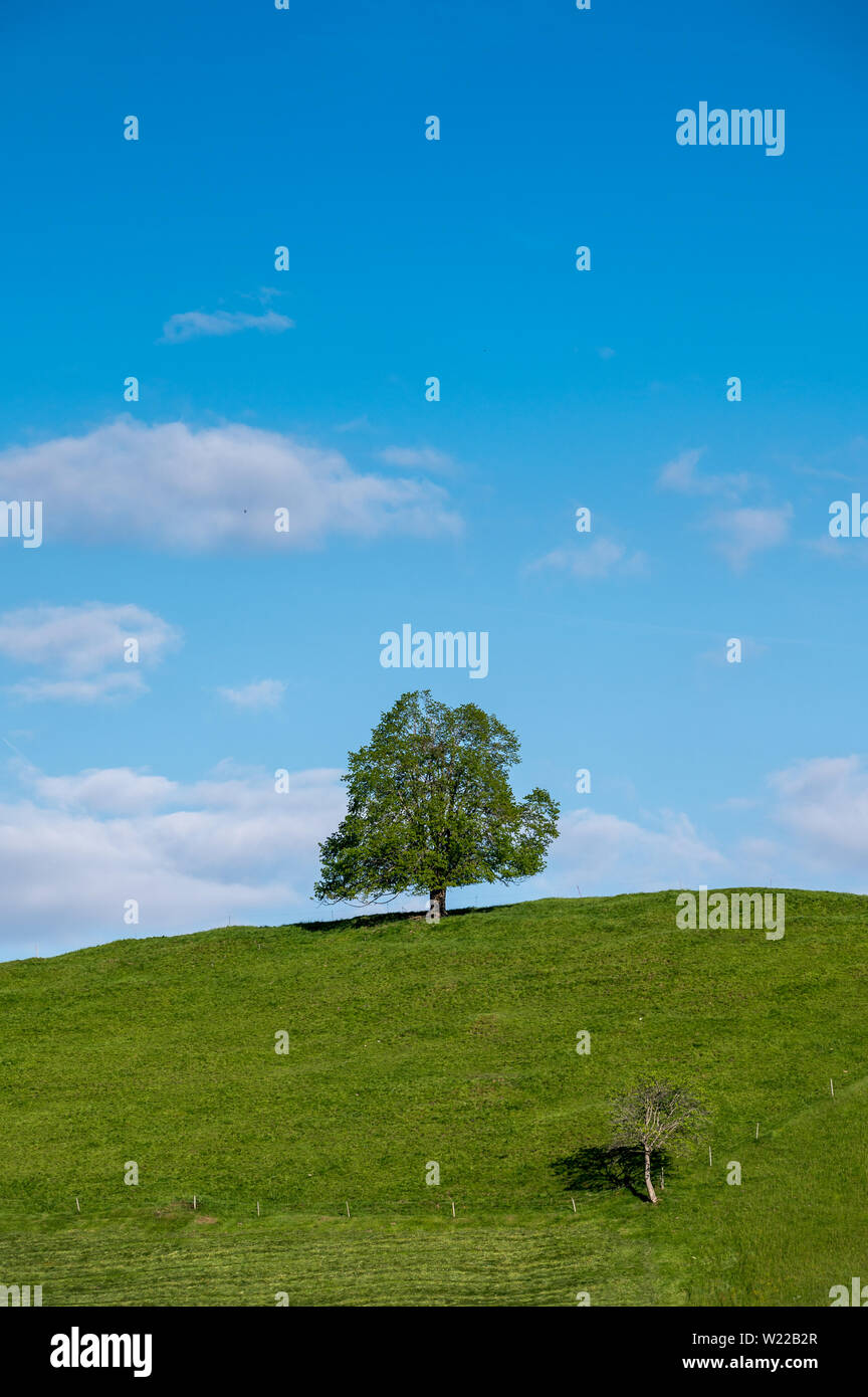 Un arbre solitaire sur une colline dans l'Emmental Banque D'Images