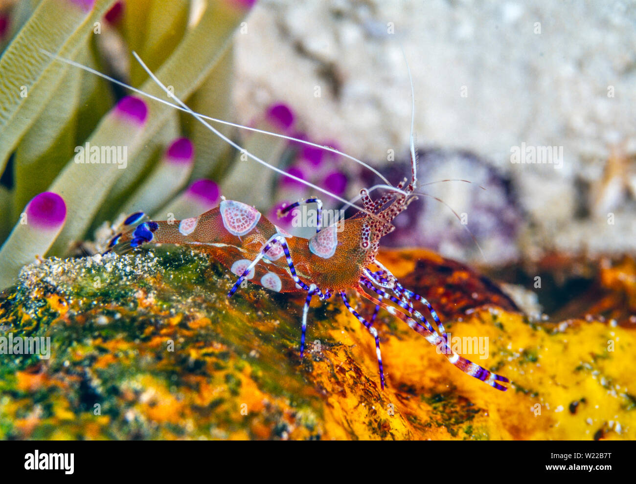 La crevette tachetée (Periclimenes yucatanicus plus propre), est une sorte de crevettes plus propres communs à la mer des Caraïbes Banque D'Images