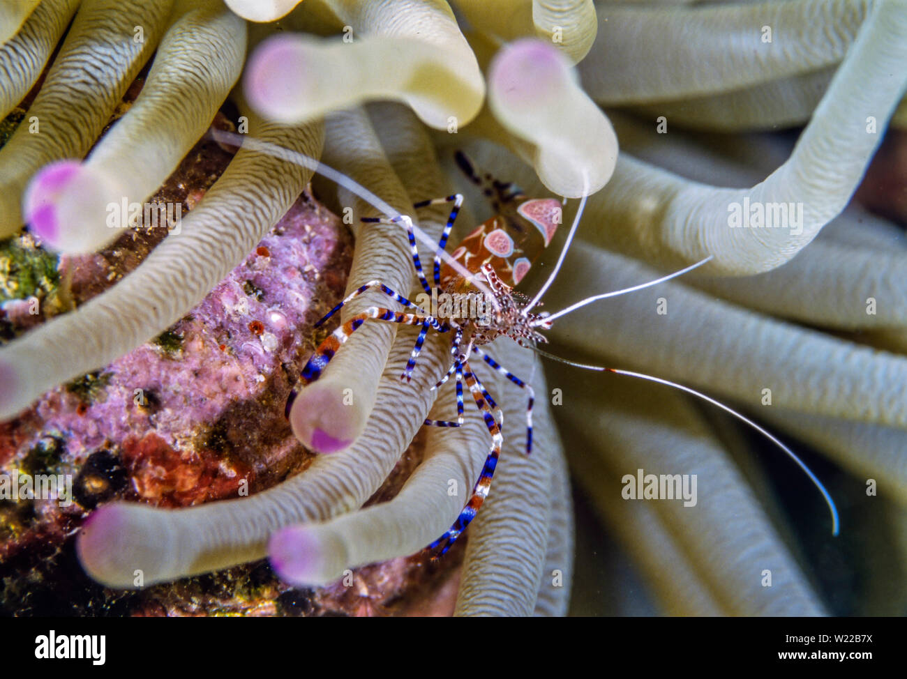 La crevette tachetée (Periclimenes yucatanicus plus propre), est une sorte de crevettes plus propres communs à la mer des Caraïbes Banque D'Images