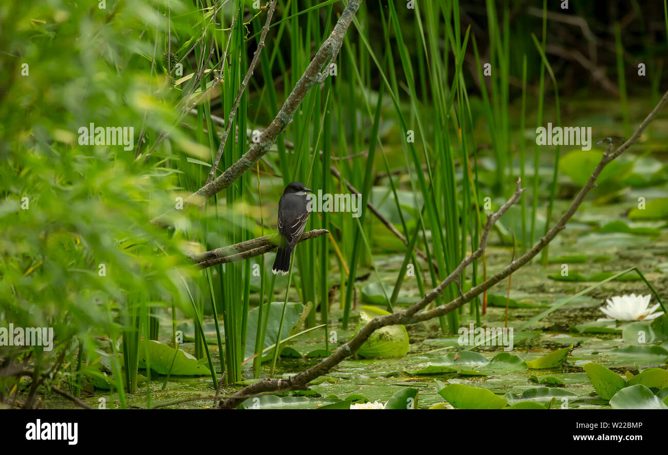 Tyran tritri (Tyrannus tyrannus) assis sur une branche d'un buisson en milieu naturel Banque D'Images