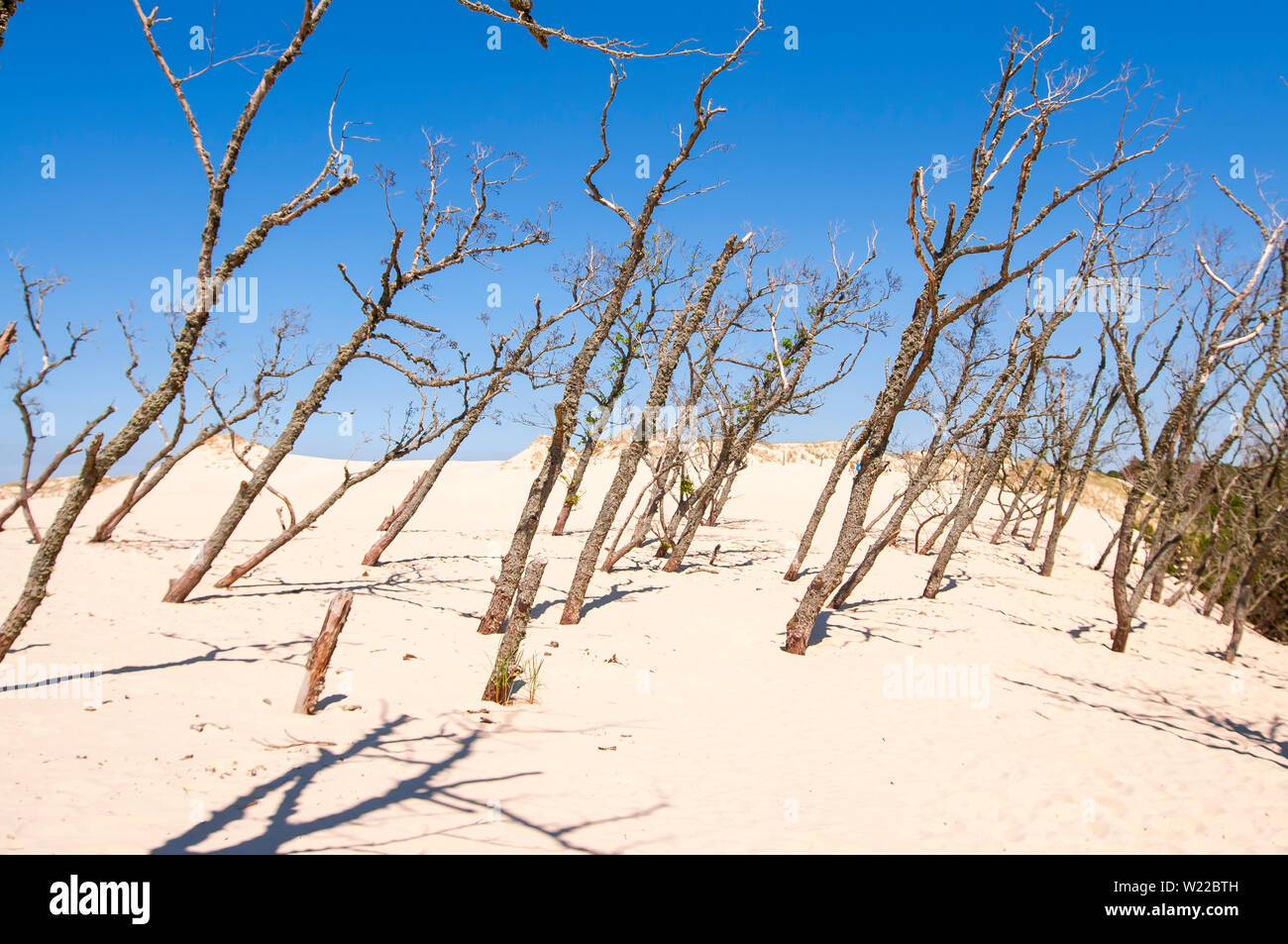 Les arbres morts sur le sable dans le Parc National Slowinski, Leba, Pologne, mer Baltique Banque D'Images
