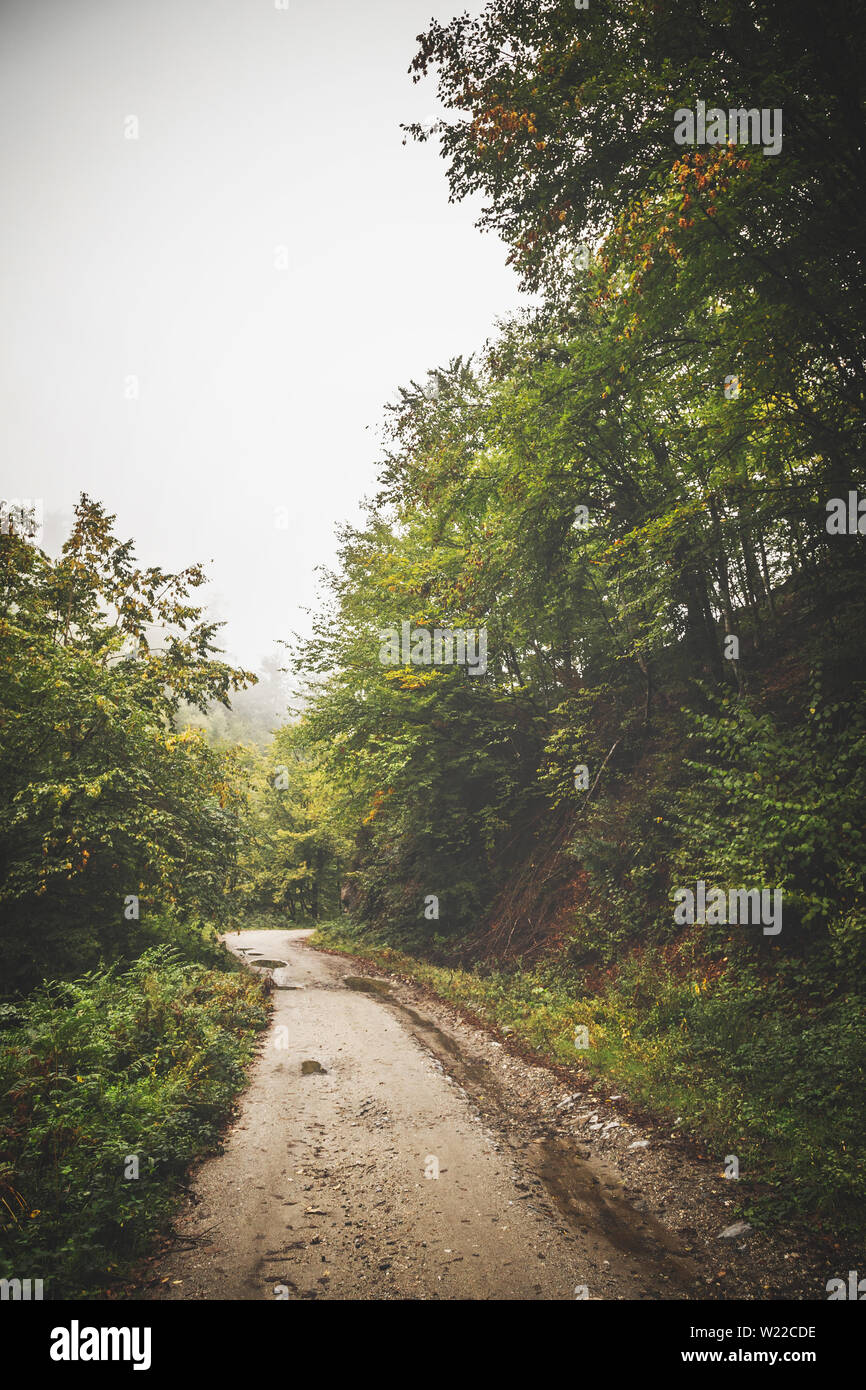 Route à travers la forêt brumeuse Banque D'Images