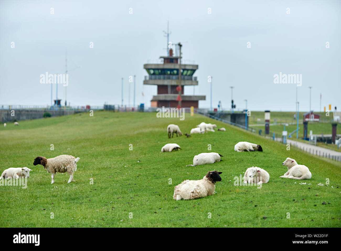 Schafe Banque D'Images