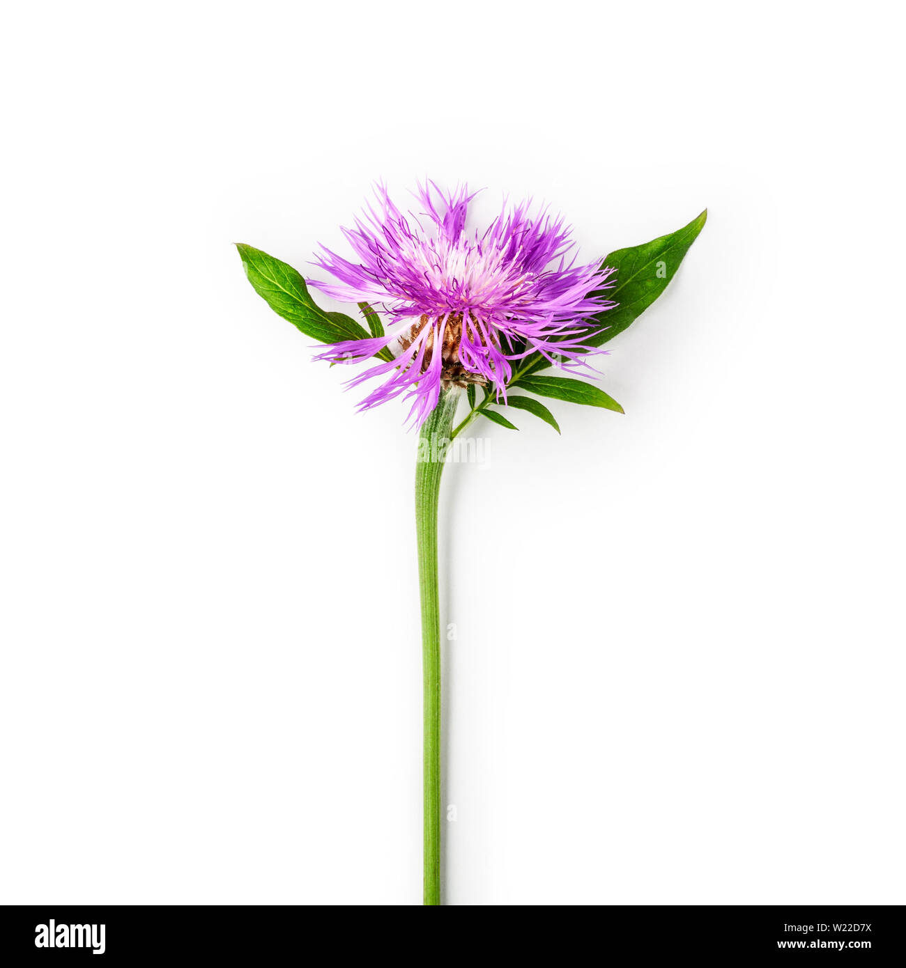 La centaurée centaurea rose fleur branche avec des fleurs, des feuilles et de la tige. Purple barbeaux dans le jardin d'arrangement isolé sur fond blanc avec Banque D'Images