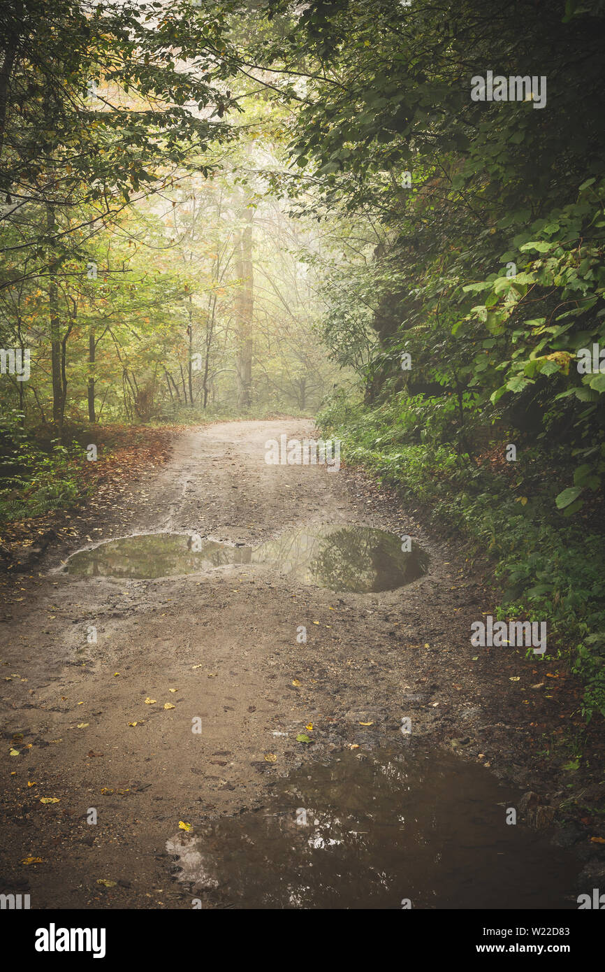 Route à travers la forêt brumeuse Banque D'Images