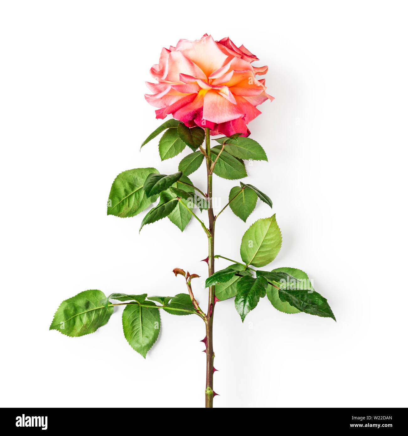 Jaune rose rose fleur avec la tige et les feuilles. Belles fleurs dans son jardin d'été. Seul objet isolé sur fond blanc chemin de détourage inclus. T Banque D'Images