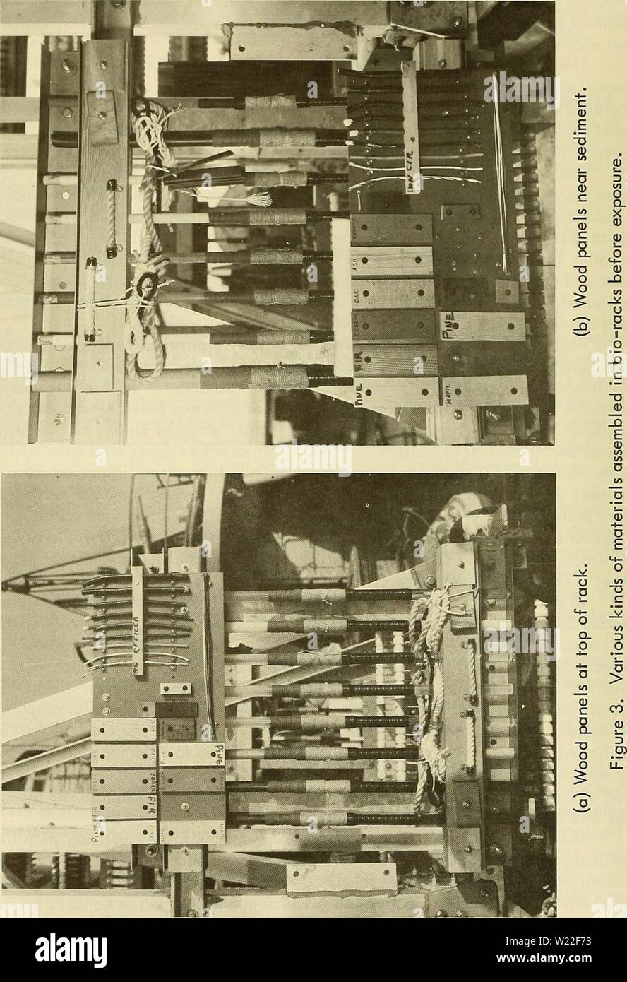 Image d'archive à partir de la page 13 de l'océan profond biodétérioration des matériaux (1965). L'océan profond biodétérioration des matériaux deepoceanbiodete06mura Année : 1965 Banque D'Images