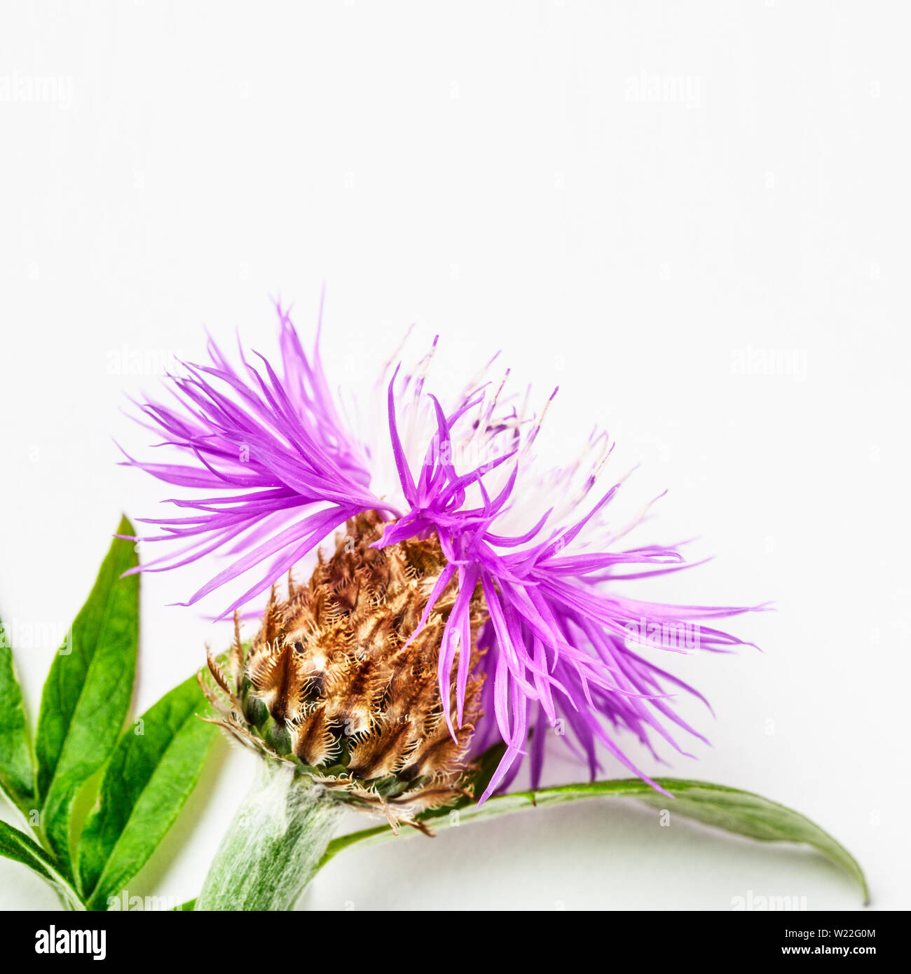 La centaurée centaurea rose fleur branche avec des fleurs, des feuilles et de la tige. Purple barbeaux dans le jardin d'arrangement sur fond blanc. Vue de dessus, fl Banque D'Images