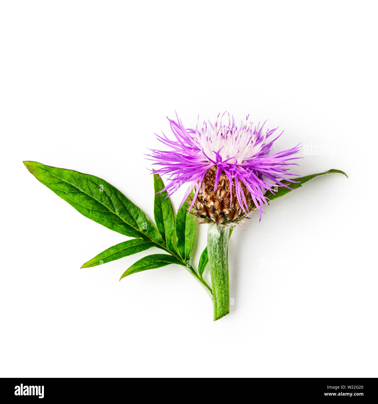 La centaurée centaurea rose fleur branche avec des fleurs, des feuilles et de la tige. Purple barbeaux dans le jardin d'arrangement isolé sur fond blanc avec Banque D'Images