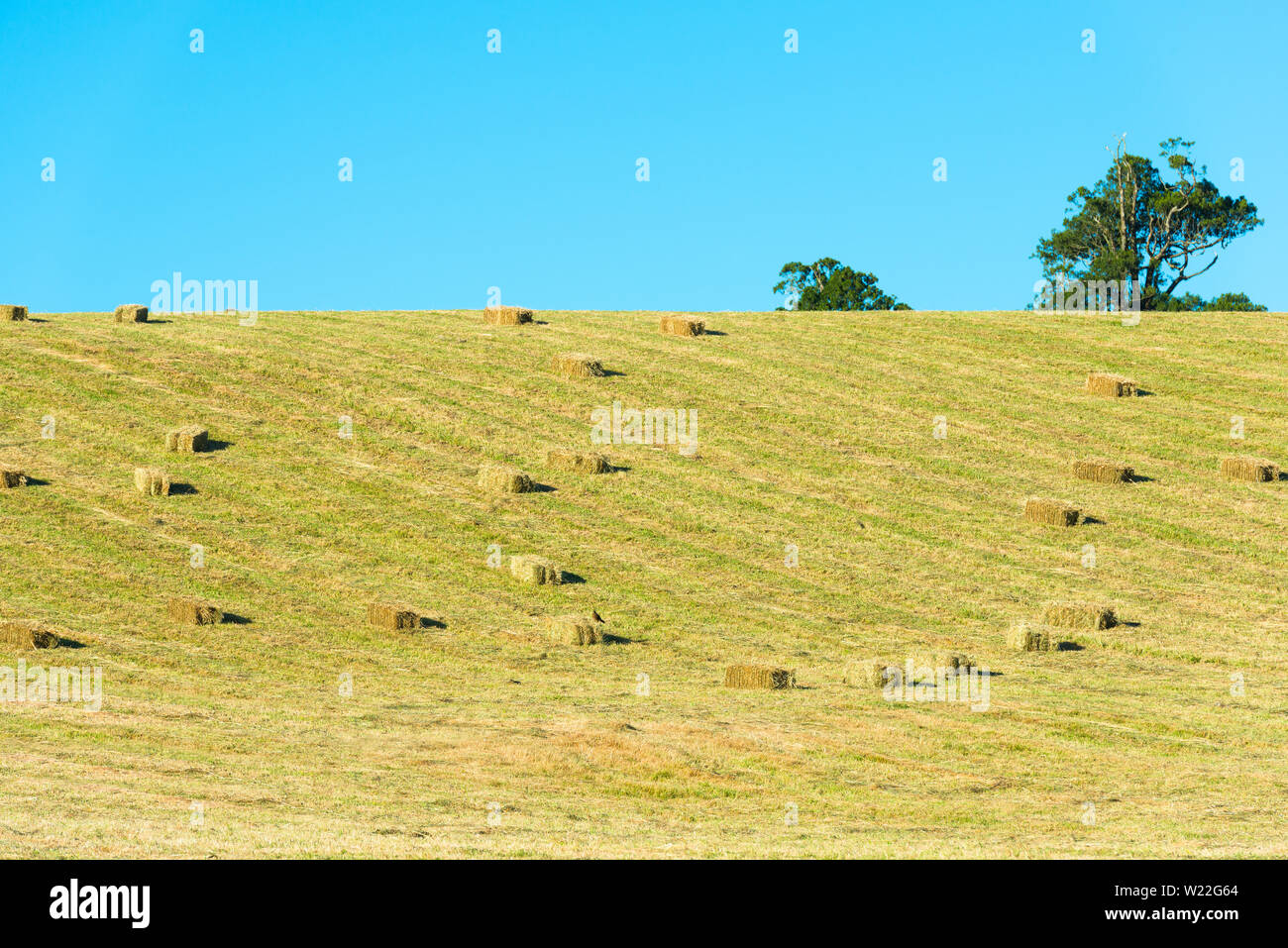 Bottes de foin dans le champ, X Region de Los Lagos, Chile Banque D'Images
