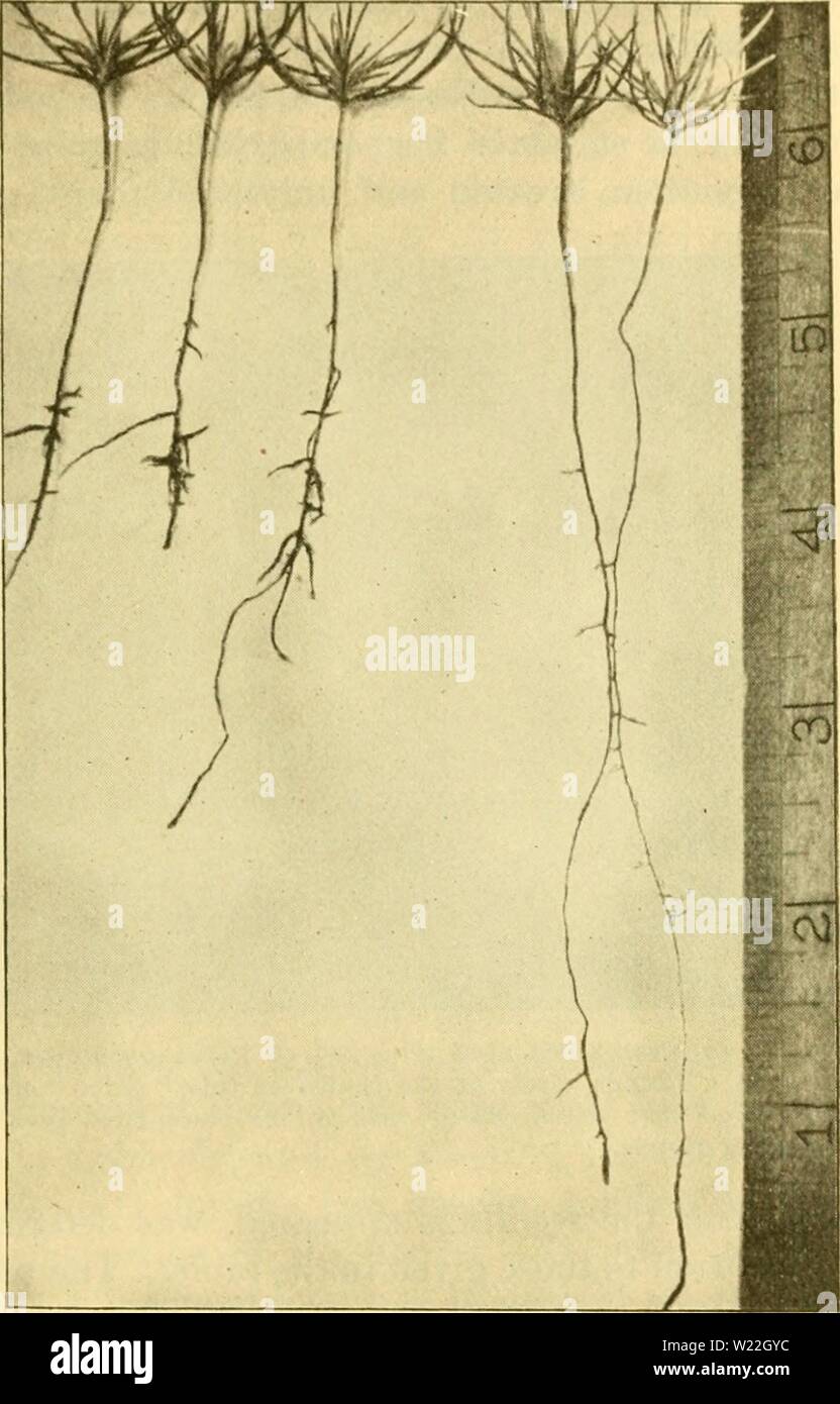 Image d'archive à partir de la page 16 de la fonte des semis dans les pépinières forestières (1921). La fonte des semis dans les pépinières forestières dampingoffinfore00hart Année : 1921Xti-Ol DAMPl F IX les pépinières forestières. 13 des semis qui a succombé à la fonte des semis après l'émergence ont été réduites à un pourcentage basé sur le nombre indiqué de sec.est viable. et ils sont comparés directement dans les colonnes 6 et 7 du tableau I. À trois de ces pépinières les données de la même espèce de pin et avec le même traitement a été calculée. Les données du tableau 1 n'indiquent pas de régularité dans l'étendue des pertes avant l'émergence, la perte après le jour Banque D'Images