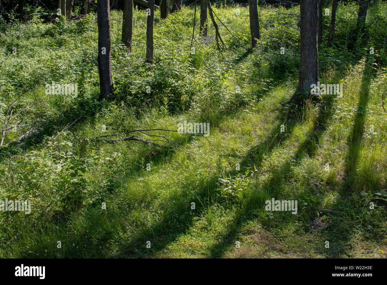 Forêt avec coucher du soleil lever du soleil jette une ombre d'éclairage de l'arbre de camions sur de l'herbe longue terrain Banque D'Images