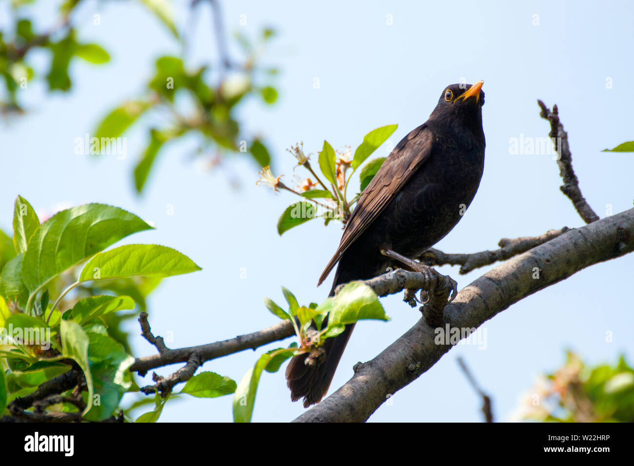 Un beau mâle blackbird sur une branche de pommier. Banque D'Images