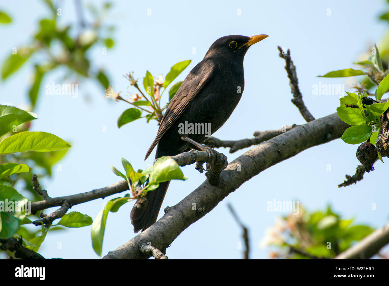 Une belle blackbird sur une branche de pommier. C'est un homme adulte qui a un plumage noir brillant brun-noirâtre, jambes, un oeil jaune-orange et un anneau Banque D'Images