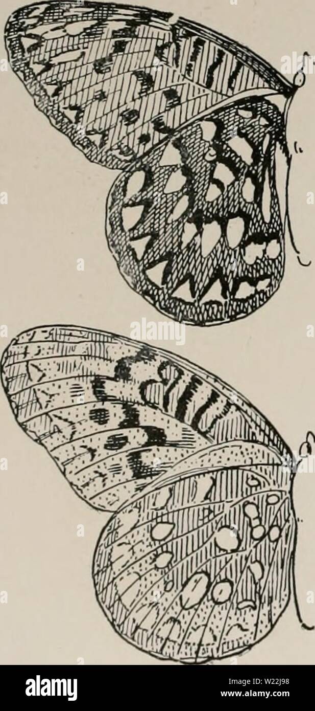 Image d'archive à partir de la page 19 de la journée des papillons et des duskflyers. La journée des papillons et des duskflyers de Nouvelle Angleterre, la façon de trouver et de les connaître : l'année daybutterfliesdu bouton001895 C. Mère =d =Perles. Avec pearl points blancs sur le dessous de l'aile postérieure. i. REGAL de nacre. Argynnis (S/&gt ;-ycria iifiilia,). 3'j en. Orange fauve, la moitié inférieure de l'aile postérieure noir avec deux rangées de taches ; la ligne inférieure sur le mâle est de couleur orange, la femelle n'a qu'une seule ligne. Noir à rayures avec Caterpillar, orange, jaune et rouge ; a 6 rangées d'épines hérissée ; vit sur la violette et blanche surmontée d'asters. 2. APHRODITE. Un Banque D'Images