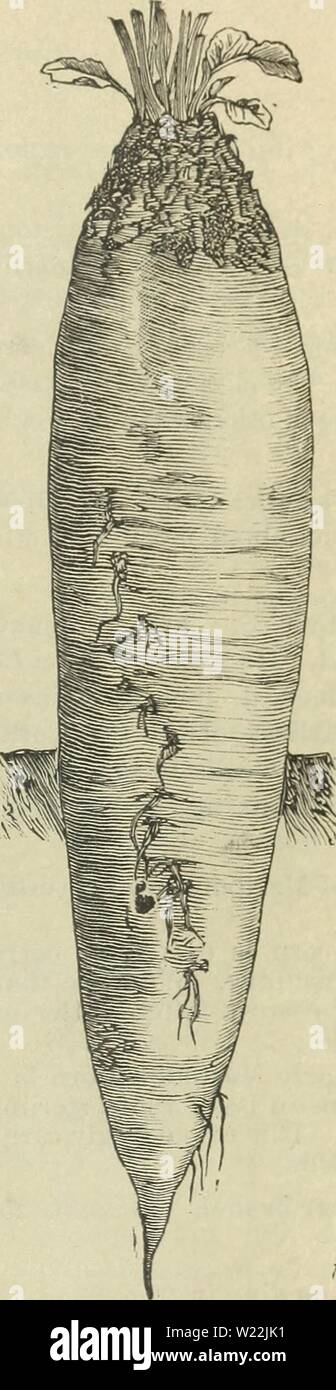 Image d'archive à partir de la page 20 du catalogue Bros Delano de choix. Delano Bros. catalogue de champ de choix et de graines jardin1890delanobroscatalo dela Année : 1890 MANGEL WURZEL. Probablement le meilleur guide dans les rubriques est de semer de huit à dix jours avant l'époque que le maïs est généralement planté. Sow 8 livres par acre. Ked-long c'est la variété la plus généralement à la production de stock. Produit de grosses racines d'une excellente qualité. 30c par 11), 5 tl) lots ou plus, 2 lb. Golden Tankard-chair clair, jaune doré. Très utilisé dans les laiteries anglais pour ses qualités nutritives et produisant du lait. Les moutons mangent il Banque D'Images