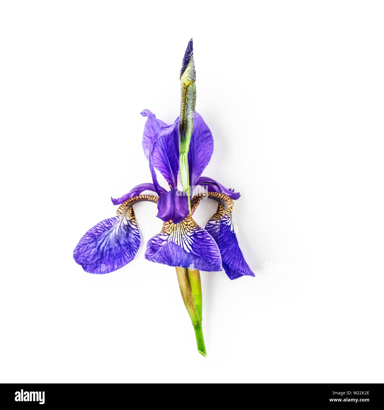 Bleu violet iris fleur avec tige et bud en jardin d'été. Arrangement de fleurs isolé sur fond blanc avec chemin de détourage. Haut de la vue, télévision lay. D Banque D'Images